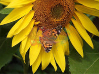 Orange Butterfly On Sunflower
