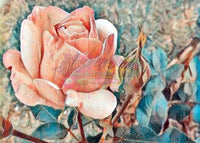 Peach Rose Bloom By Rebecca Johnson