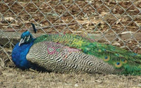 Peacock Sits On Fence By Rebecca Johnson