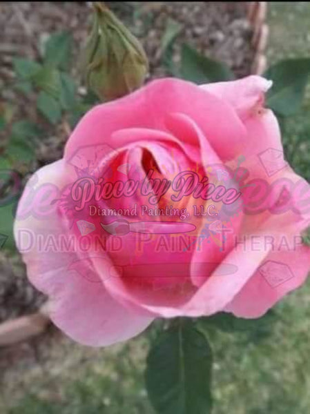 Pink Rose By: Rebecca Johnson