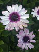 Pretty Flowers By: Rebecca Johnson