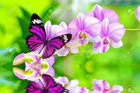 Purple Butterfly Reflection-Crystal Rts