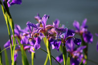 Purple Iris- By Samantha