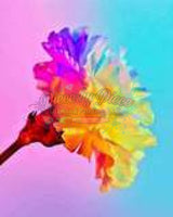 Rainbow Carnation -Crystal Drills