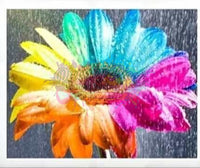 Rainbow Daisy In Rain -Crystal Rts