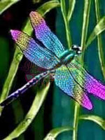 Rainbow Dragonfly-Crystal Rts