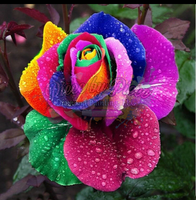 Rainbow Rose Dew Drops