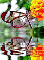 Red Butterfly Reflection-Crystal Rts