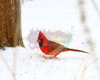 Red Cardinal By Wolf Branch Photography-Dpt