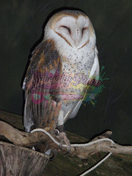 Sleeping Owl By: Dianne Wilson