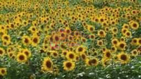Sun Flower Meadow By: dianne Wilson