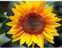 Sunflower-Dpt