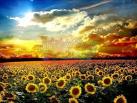Sunflower Field -Crystal Rts