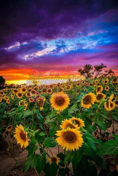 Sunflower Field Sunset -Crystal Rts