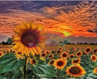 Sunset Sunflowers Rts