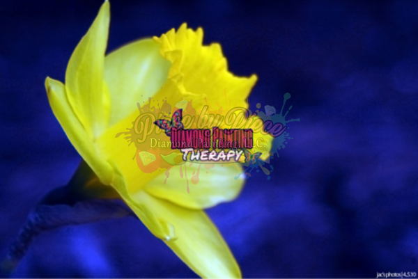 Yellow Daffodil On A Blue Background By Leader Productions-Dpt