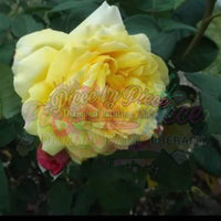 Yellow Rose By: Rebecca Johnson